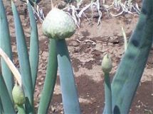 ネギの花